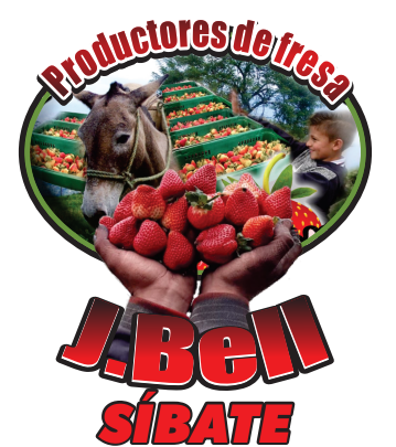 Fresas de (1ra) PRIMERA