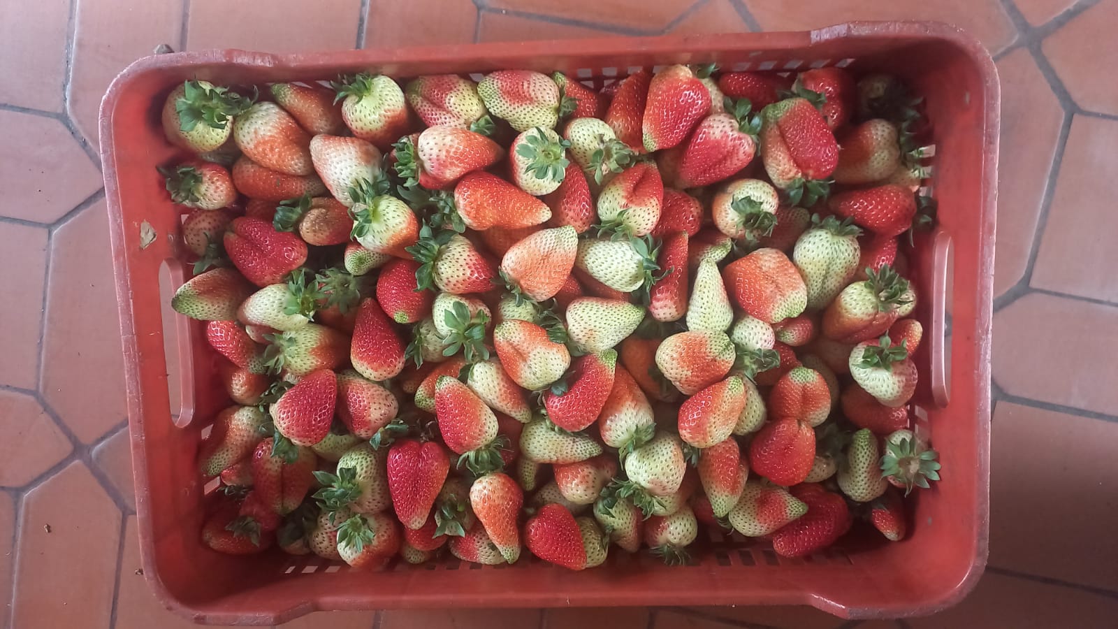 Fresas de (1ra) PRIMERA