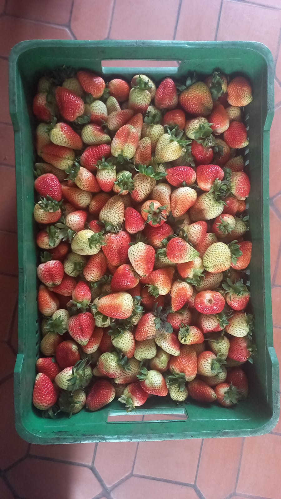 Fresas de (2da) SEGUNDA
