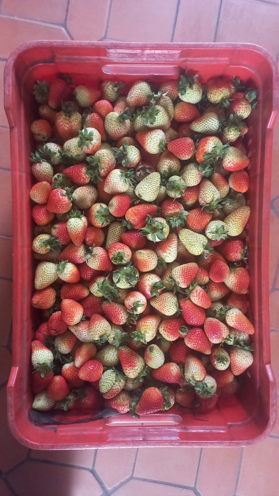 Fresas de (3ra) TERCERA