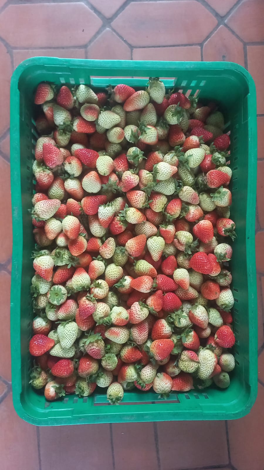 Fresas de (4ta) CUARTA
