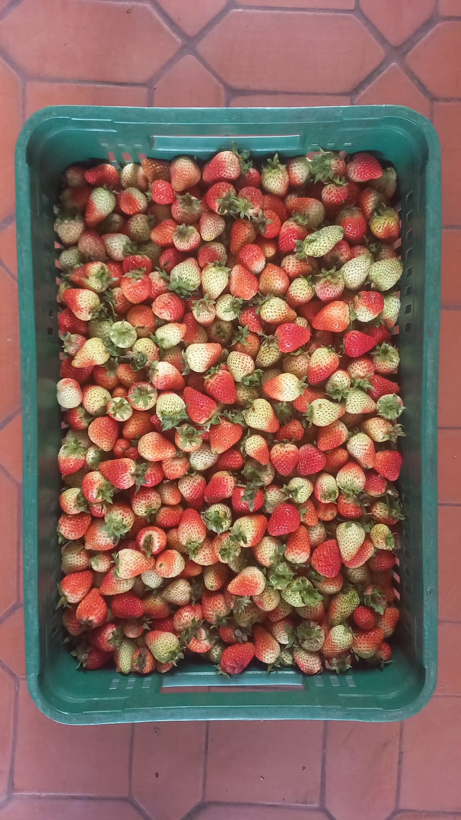 Fresas de (5ta) QUINTA