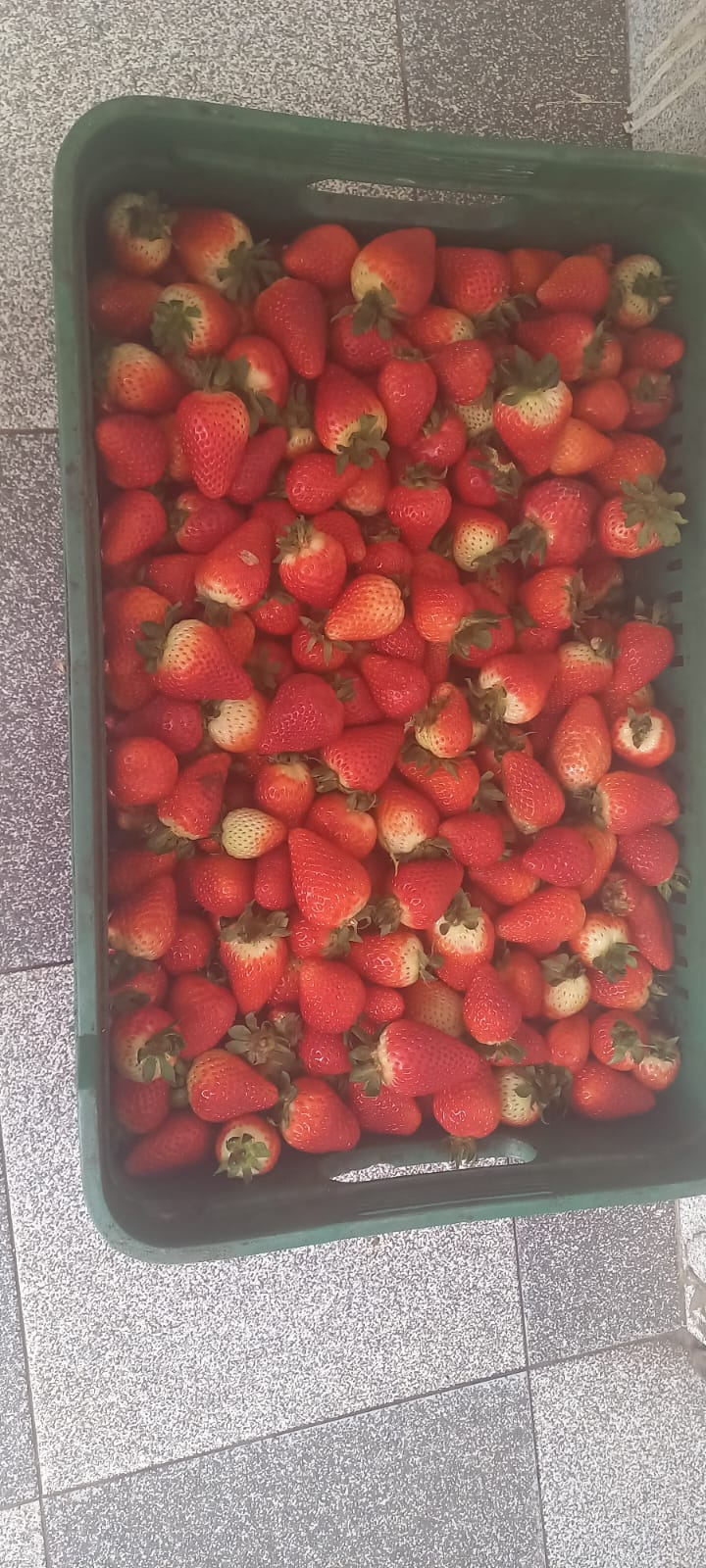 Fresas de MADURA